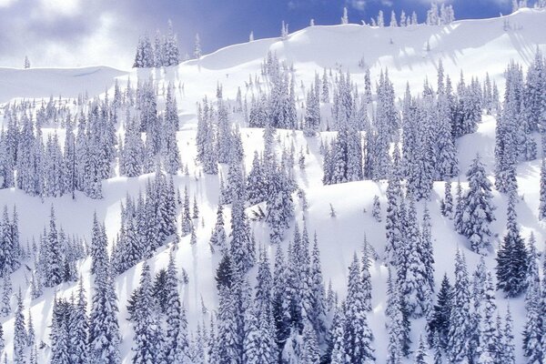 A snowy slope with Christmas trees on it