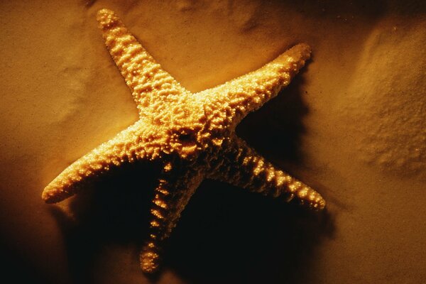 Una estrella de mar yace en la arena