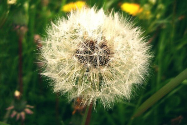 A white dandelion among the green grass