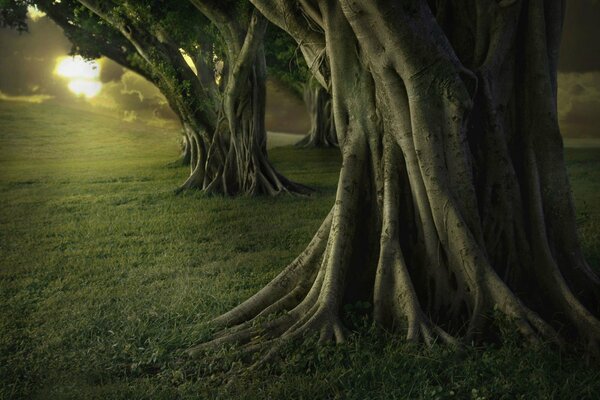 The trunk of a large tree in the dark