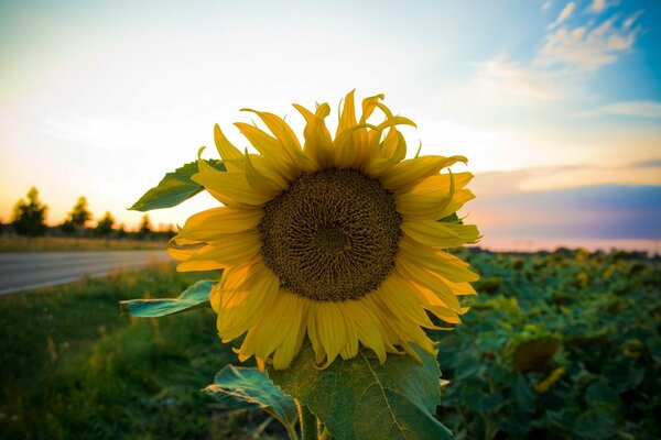 Tournesol sur fond de ciel et de la route