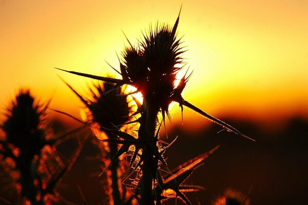 Picos de plantas del desierto en una puesta de sol naranja