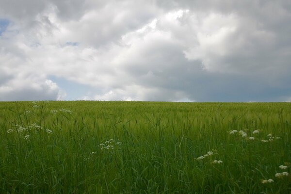 Cielo nuvoloso sopra l erba verde