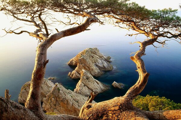 Côte rocheuse et arbres insolites