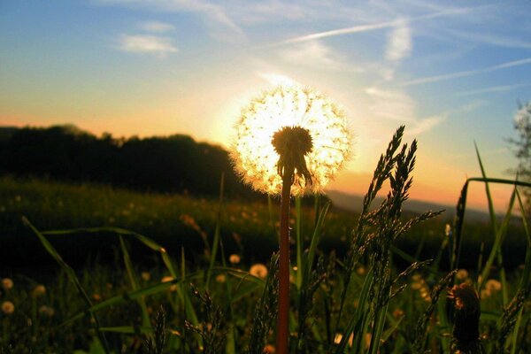 Foto der Sonne durch den Löwenzahn im Sommer