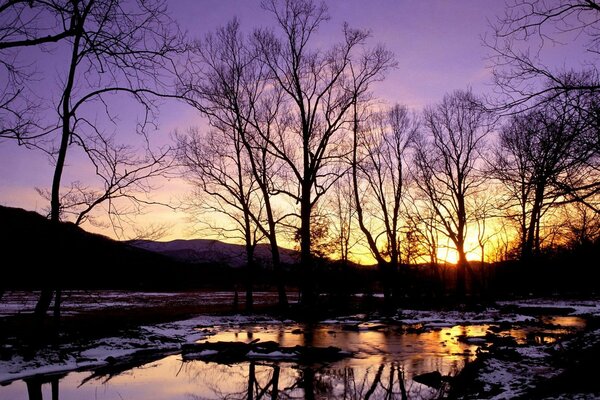 Siluetas de árboles en invierno al atardecer