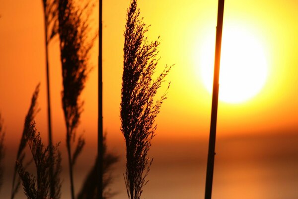 Hierba en el fondo de una hermosa puesta de sol