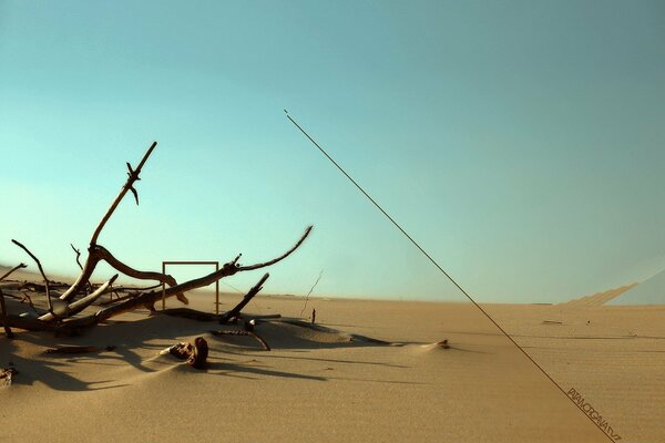 Branches on the sand against the sky