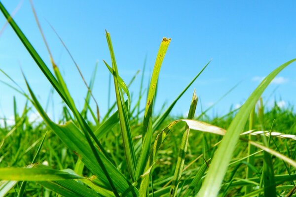 Green leaves and sky photo