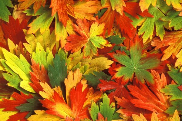 Hermosas hojas de otoño multicolores