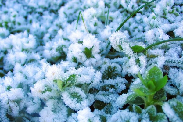 Green plants on snow in winter