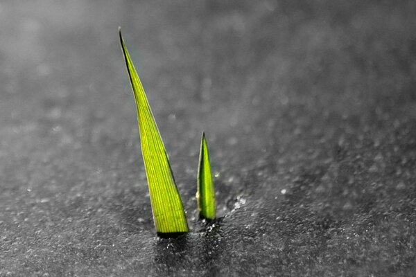 Two sprouts stick out of the water