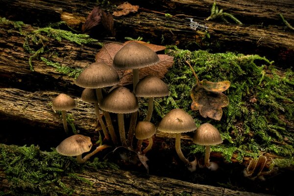 Herbe et champignons sur une bûche