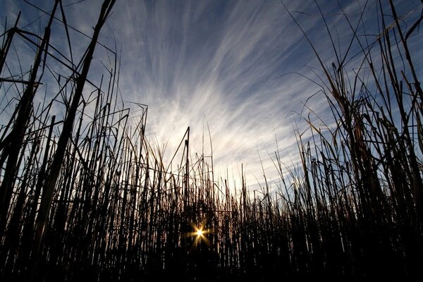 Die Sonne bricht durch die hohen Grasbuschen