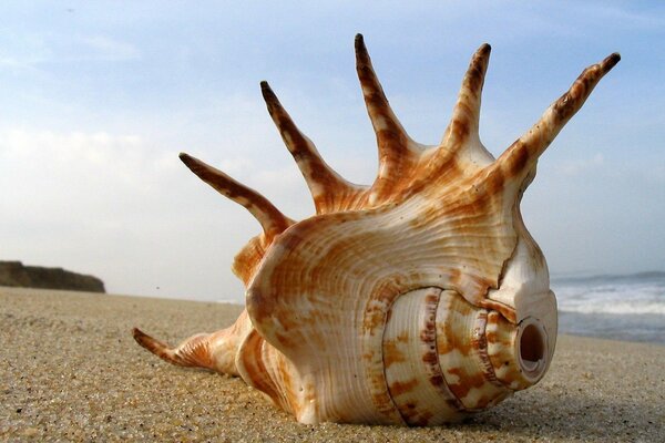 Conchiglia enorme sulla spiaggia di sabbia