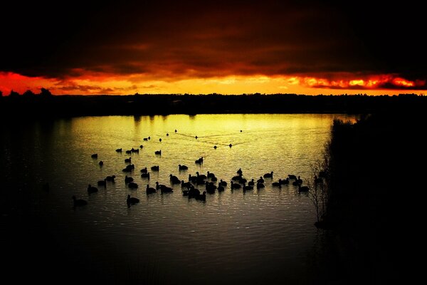 Birds on the water against the sunset