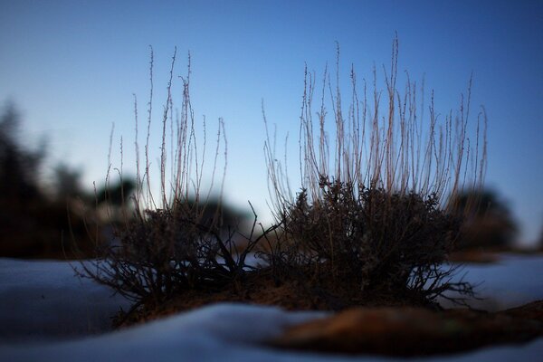 Landscape of a bush in the snow evening