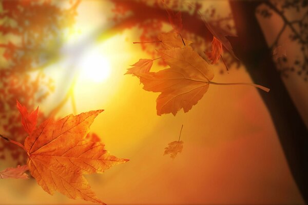 Autumn leaves are flying from the trees against the background of the sun