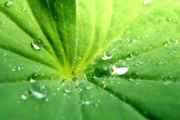 Gouttes de pluie sous la lumière du soleil sur une feuille