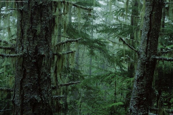 Fog descends on the trees in the forest thicket