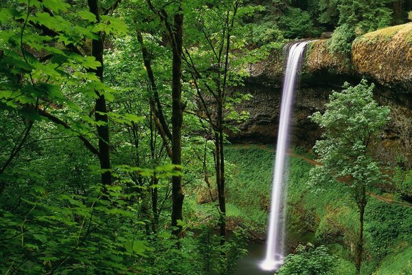 Bella cascata nella foresta verde