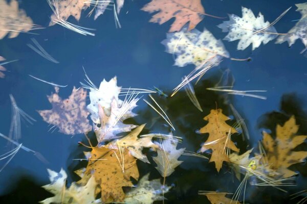 El otoño se acompaña de la caída de las hojas en charcos de agua