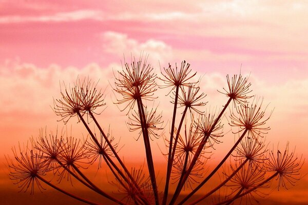 Plante sous le coucher du soleil rouge dans la lumière du ciel