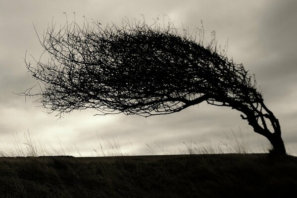 Dunkler Baum lehnte sich vom Wind ab