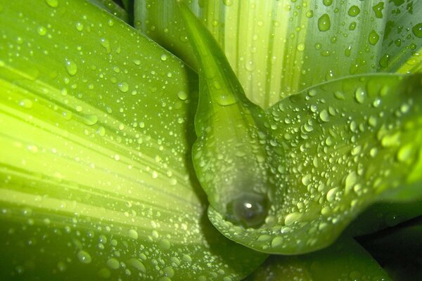 Gotas de rocío en hojas verdes brillantes