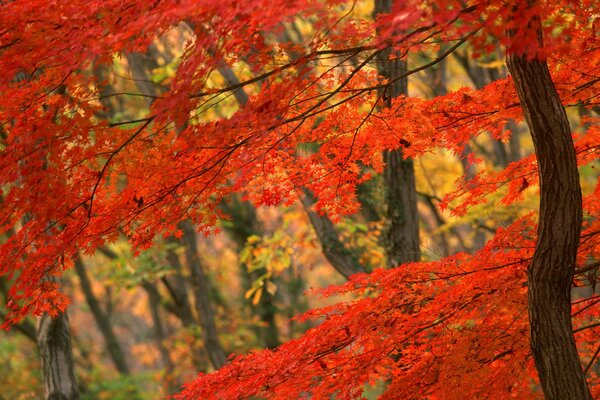 Magic maple in crimson tones