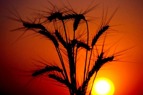 Contrasting portrait of ears of corn at sunset