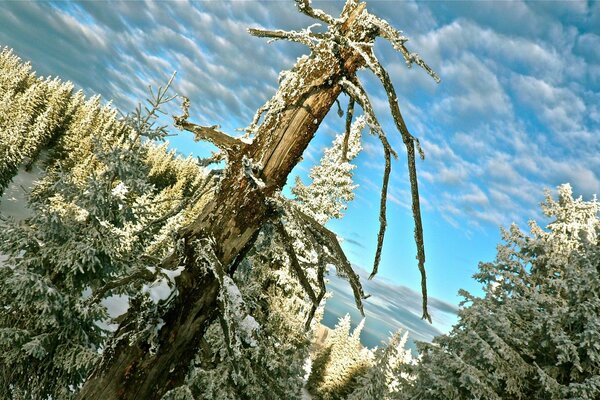 Treibholz im Schnee und Winterwald