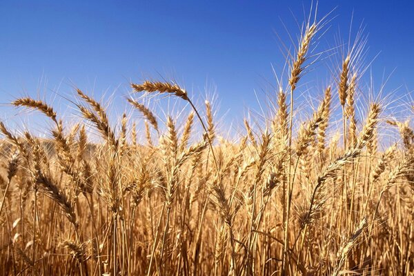 The millet is mowing under a clear sky