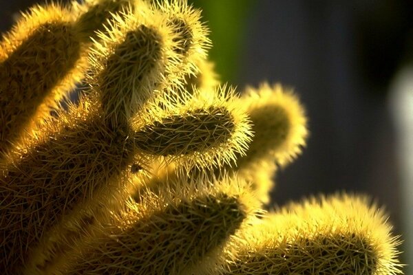 A few cacti under the sun