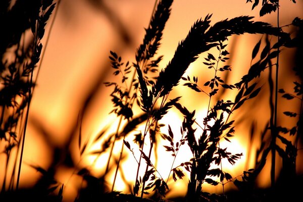 Spikelets on the background of sunset