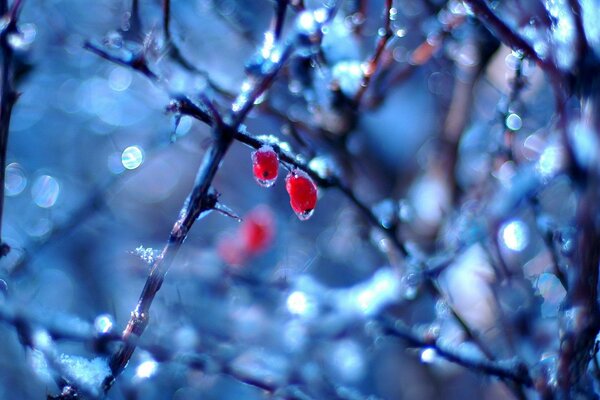 Rote Beeren auf Zweigen mit Tropfen