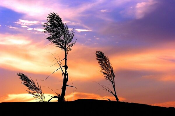 Paysage d été de soirée herbe