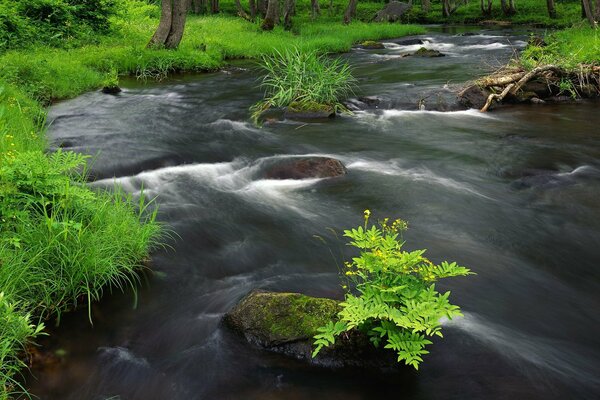 Grünes Gras und schneller Fluss