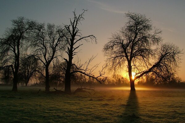 Árboles negros en el sol de la mañana