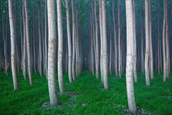 Esbelto bosque. corredor de árboles