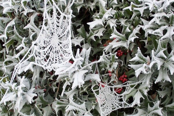 Toile d araignée sur les feuilles avec des baies dans la neige