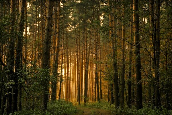 Les rayons du soleil se frayent un chemin à travers les arbres