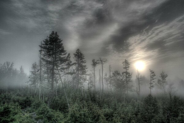 Forêt de sapins sombre noyé dans le brouillard