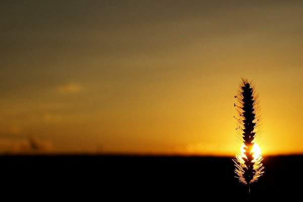 Puesta de sol en el fondo de la espiguilla