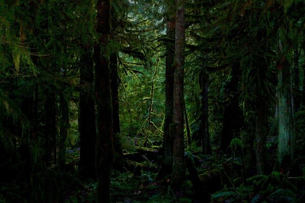 Bäume im Wald sind auf der Nordseite häufiger mit Moos bedeckt