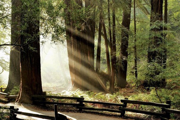 The rays of the sun through the trees illuminate the fence