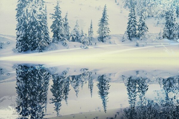 Paisaje de invierno: abetos en el reflejo de la superficie del agua