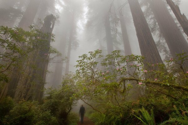 A mysterious man on a trail in a foggy forest