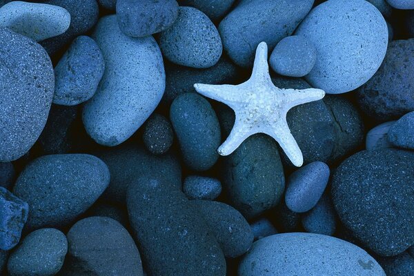 The starfish is lying on the rocks