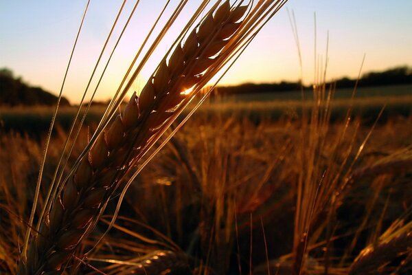 Late summer in the field at sunset